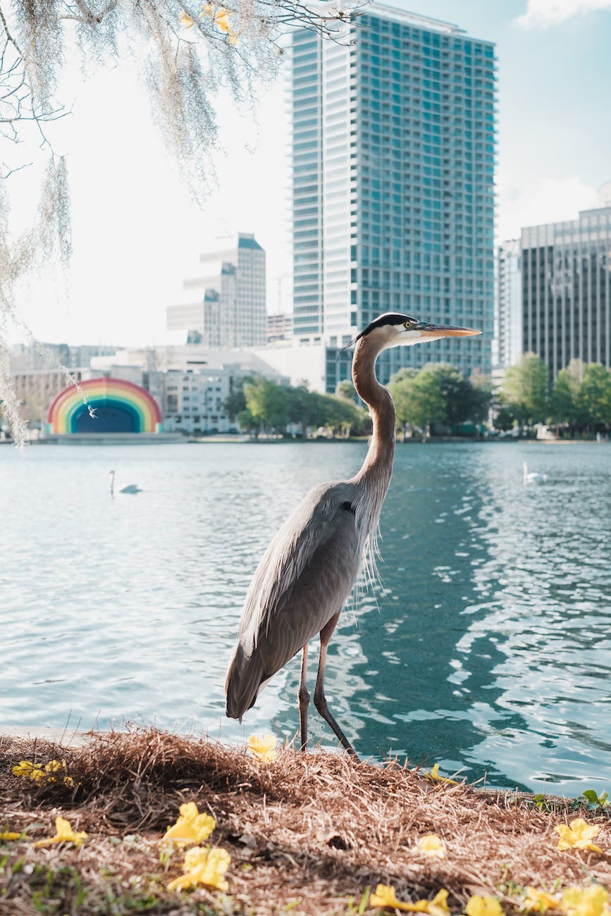 heron on lakeshore in city