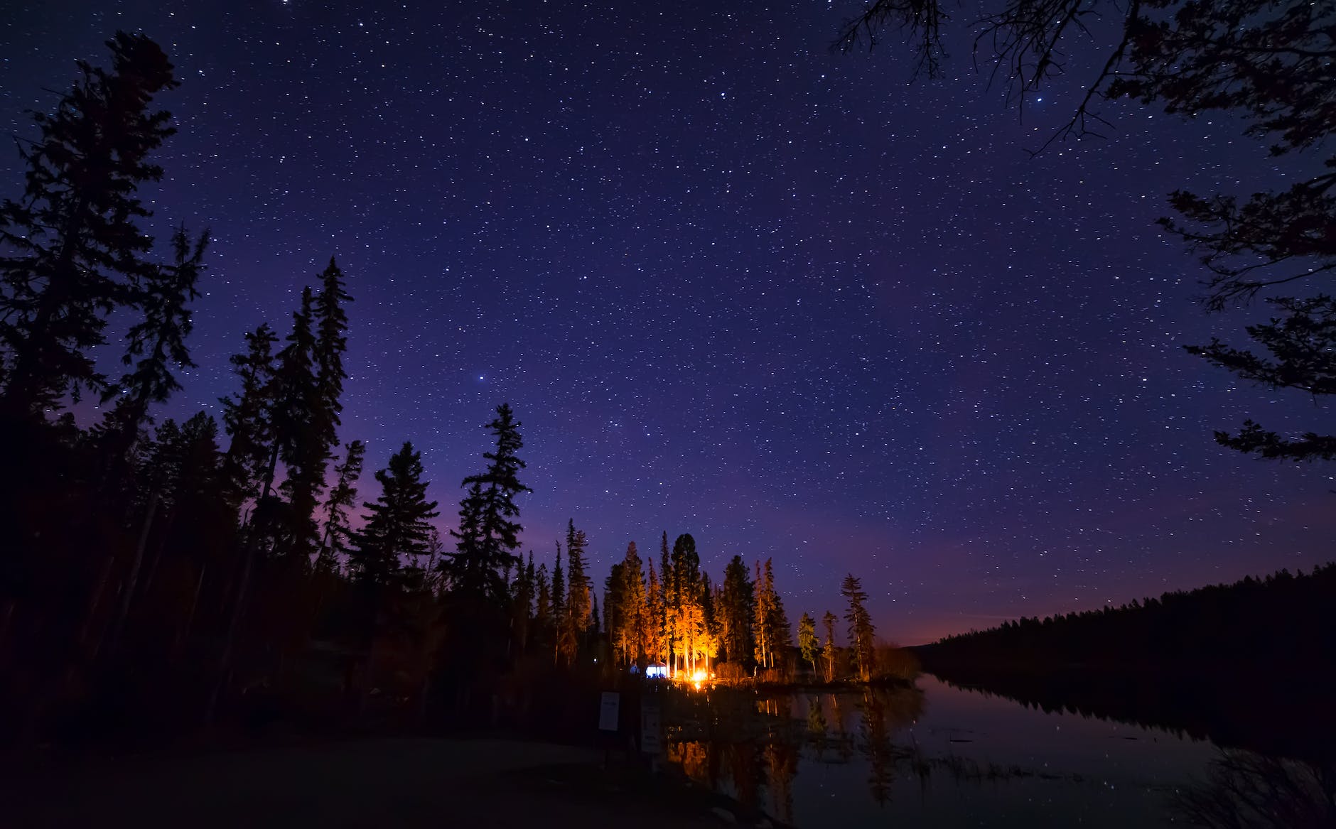 pine trees under starry night sky
