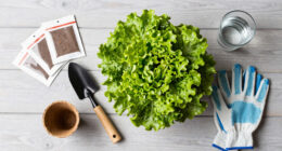 11 Best Fall Lettuce Growing Supplies in 2026