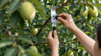 13 Best Bird Deterrents for Fruit Trees in 2026