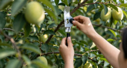 13 Best Bird Deterrents for Fruit Trees in 2026