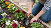 13 Best Flowering Perennial Plants in 2026