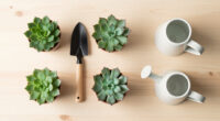 6 Best Outdoor Succulents in 2026