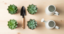 6 Best Outdoor Succulents in 2026