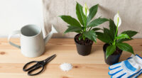 7 Best Peace Lily Care Supplies in 2026