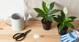 7 Best Peace Lily Care Supplies in 2026