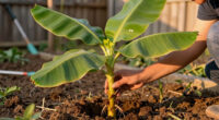 9 Best Banana Plants for Gardens in 2026