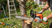 Felling a Backyard Tree Safely: Notch Cuts, Hinges and Escape Routes