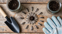 15 Best Black-Eyed Susan Seeds in 2026