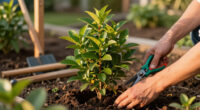 5 Best Fast-Growing Shade Shrubs in 2026