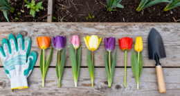 10 Best Spring Flowering Bulbs in 2026