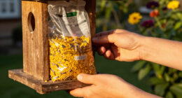 15 Best Bird Seed in 2026