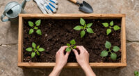 15 Best Raised Garden Beds in 2026