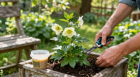 3 Best Hellebore Garden Care Supplies in 2026