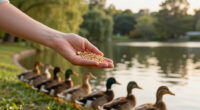 Survival Essentials: Understanding What Ducks Eat To Succeed In The Wild