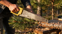 The Pine Trees That Would Not Leave Me