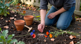 5 Easy Flowers To Sow In October For A Garden Bursting With Colour Next Spring And Summer