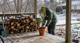 Should You Leave Potted Plants Outdoors In The Winter?