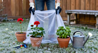 The Year's First Frost Can Kill These 3 Popular Plants. Here's How To Save Them.