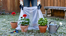 The Year's First Frost Can Kill These 3 Popular Plants. Here's How To Save Them.